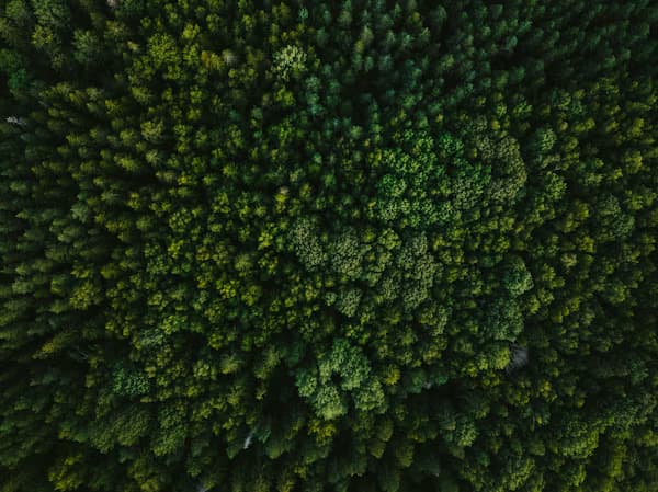 Native species reforestation and land stewardship using bio-mulch technology